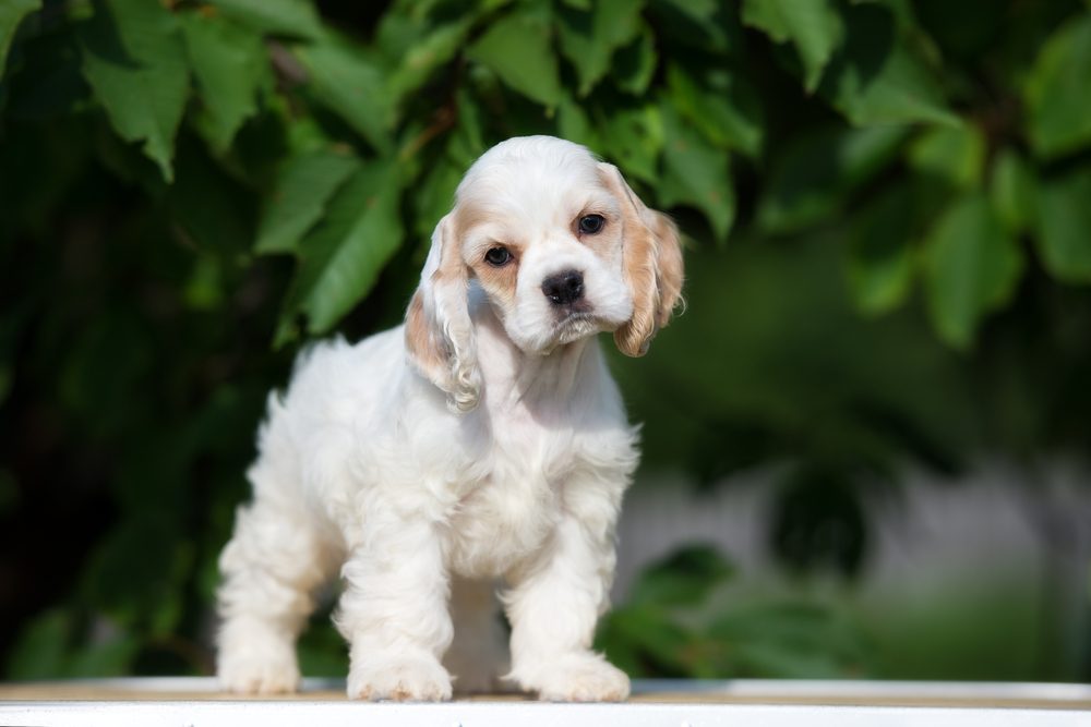 adorable american cocker spaniel puppy