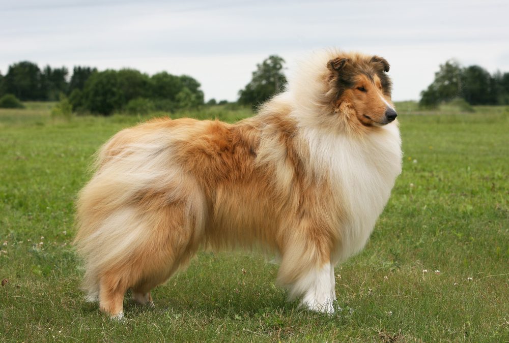 sable collie (rough)