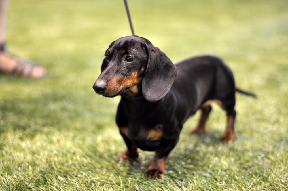 Black and tan dachshund dog on exhibition on a leash