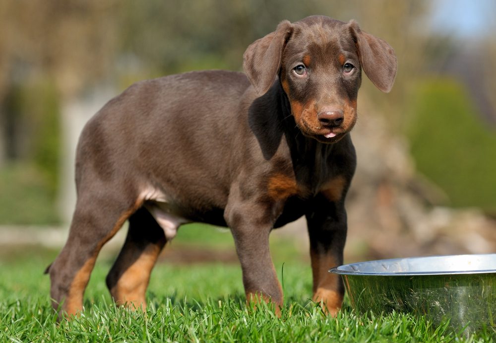 doberman puppies