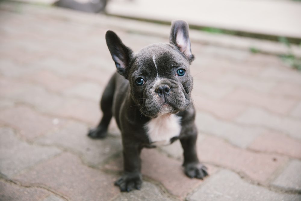 Adorable french bulldog puppy.