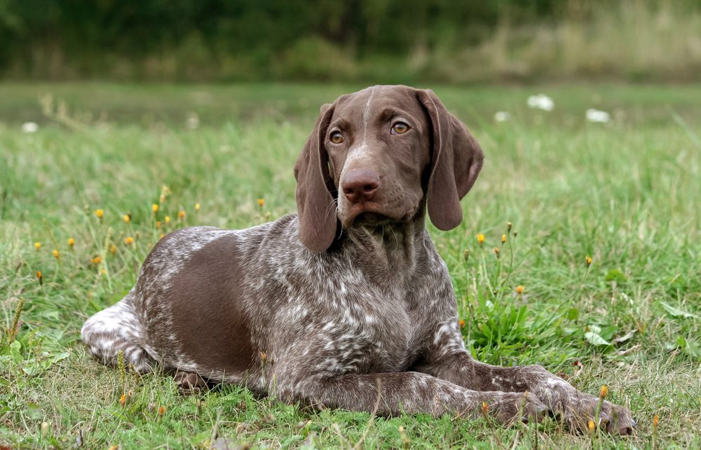 German Shorthaired Pointer portrait