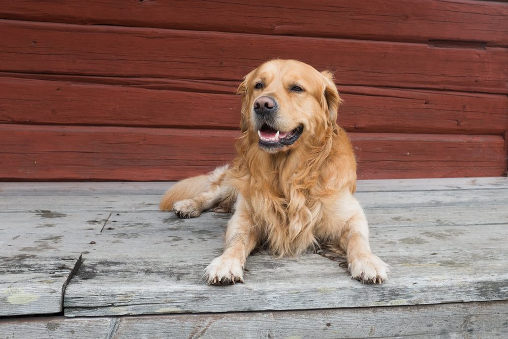 golden Retriever