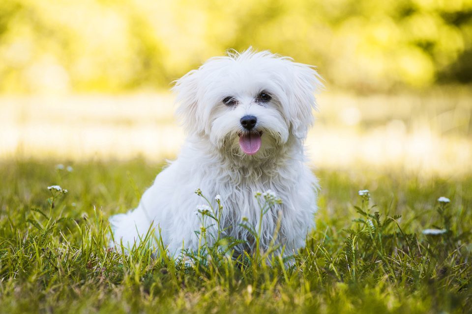 Young maltese dog in a meadow