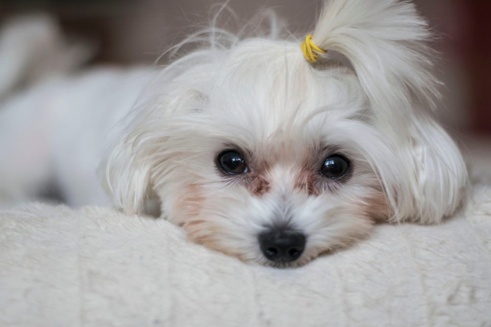 Cute little dog - greeting card idea with wooden background in summer. Maltese pup.