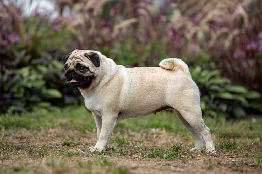 Portrait of a nice pug dog in garden