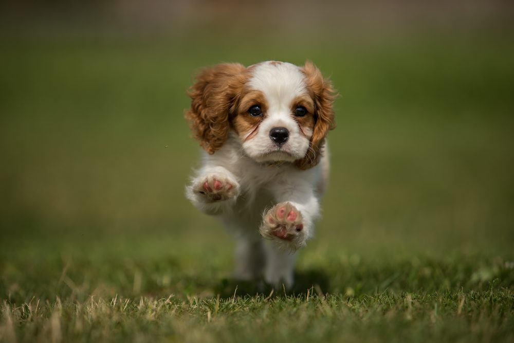 Running cavalier king charles spaniel puppy from front