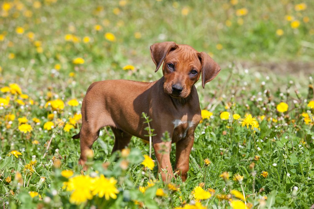 Portrait of nice rhodesian ridgeback