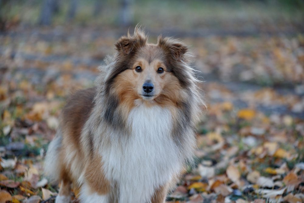 Sable shetland sheepdog puppy is standing in the autumn park. Shetland collie or sheltie. Close up. Pet animals.