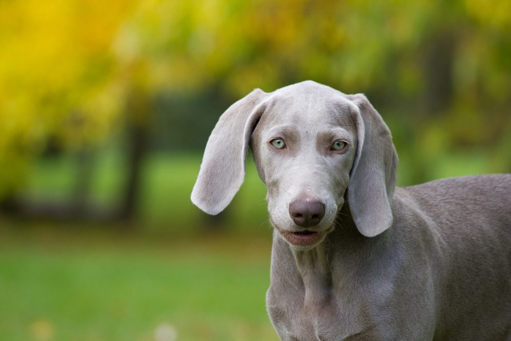 weimaraner dog puppy 