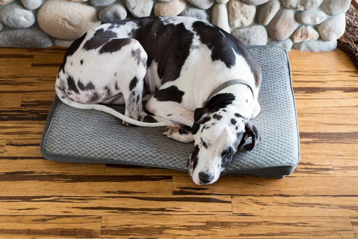 Cozy dog sleeping by fireplace on bamboo hardwood flooring, curled up sleeping.