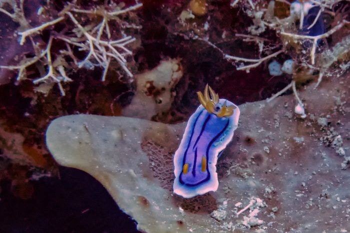 A Loch's Chromodoris (Chromodoris lochi)