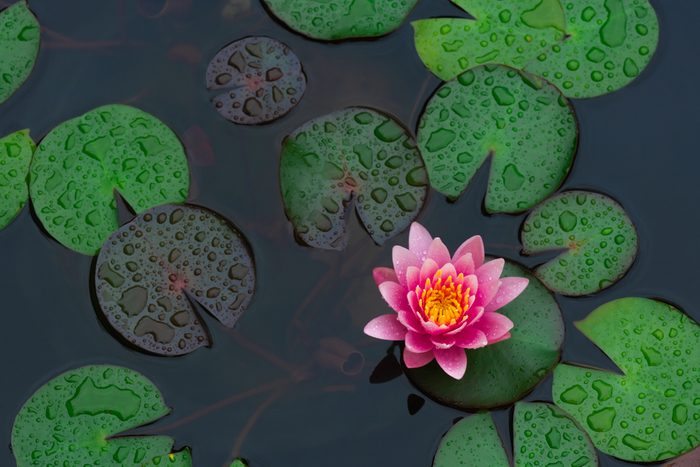 Rain drops water of beautiful pink waterlily or lotus flower in pond for text or decorative artwork.