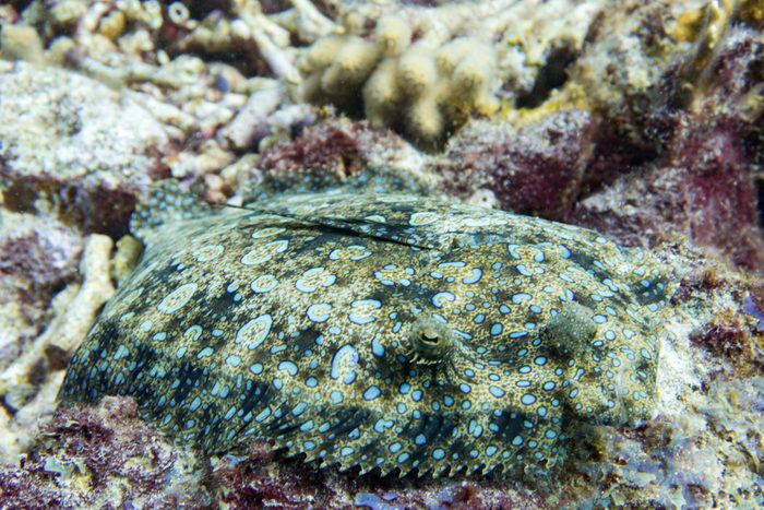 Excellent camouflage fish : The peacock flounder is also called flowery flounder because it is covered in superficially flower-like bluish spots.
