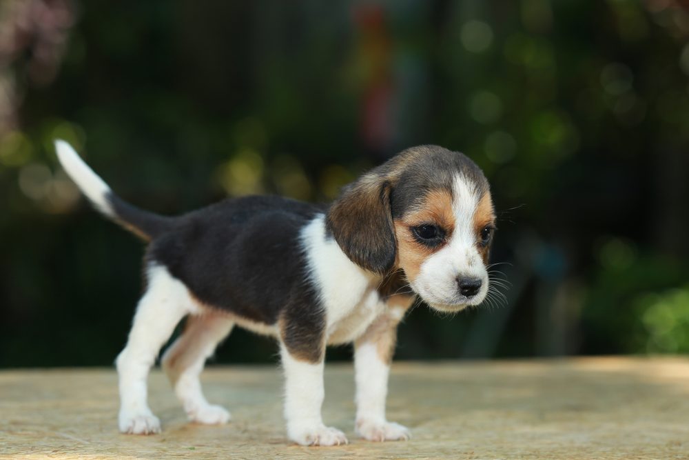 skinny beagle puppy in natural green background