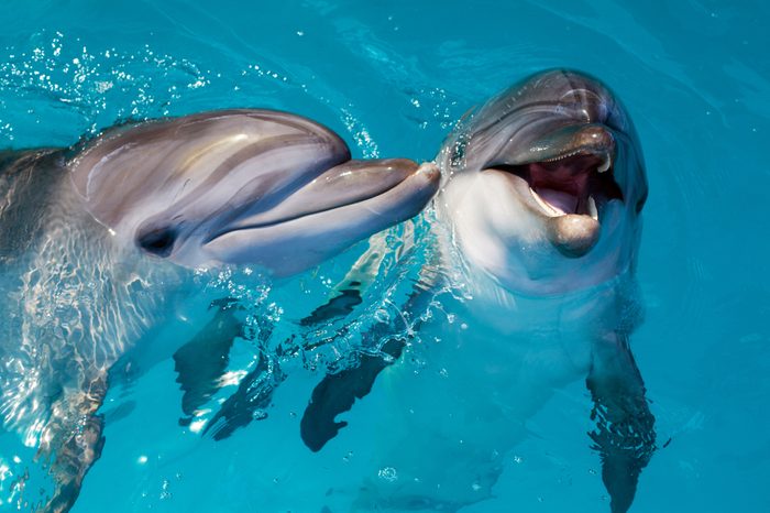 Group of cute smart dolphins in the ocean