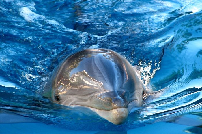 Dolphin Swimming