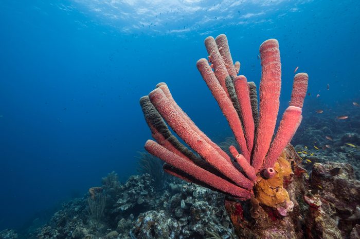 Seascape of coral reef / Caribbean Sea / Curacao with big tube sponge and various hard and soft corals