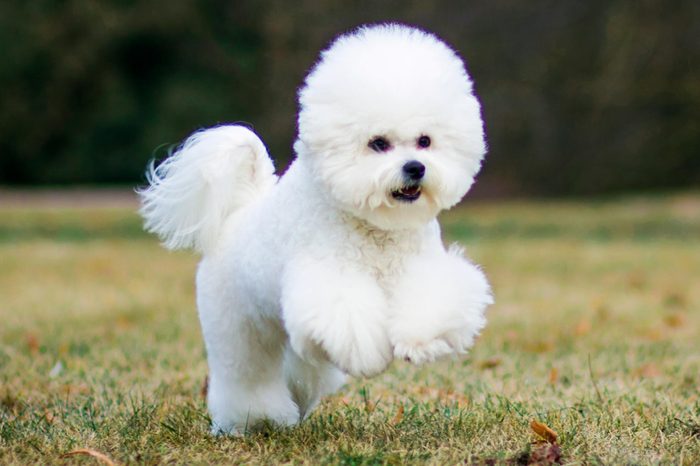 bichon frise