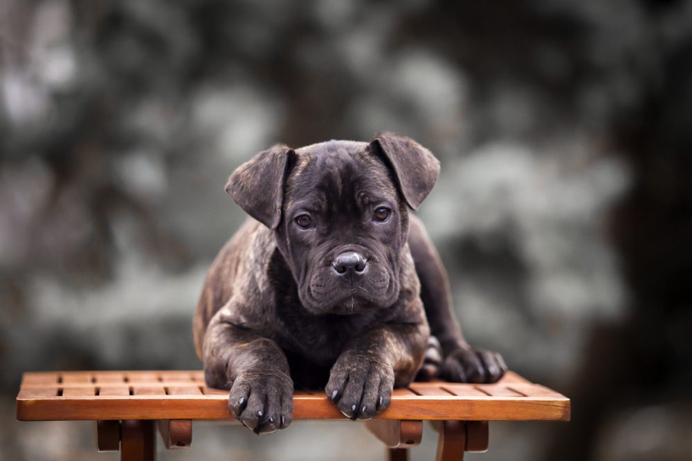 Puppy Cane Corso outdoor