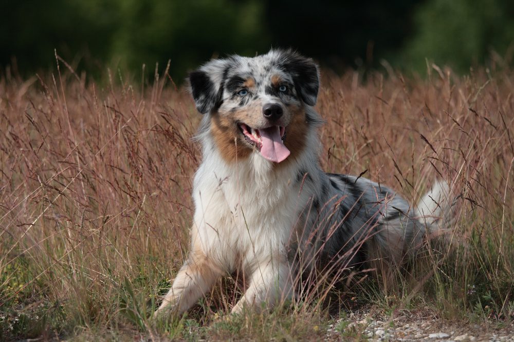 Australian Shepherd