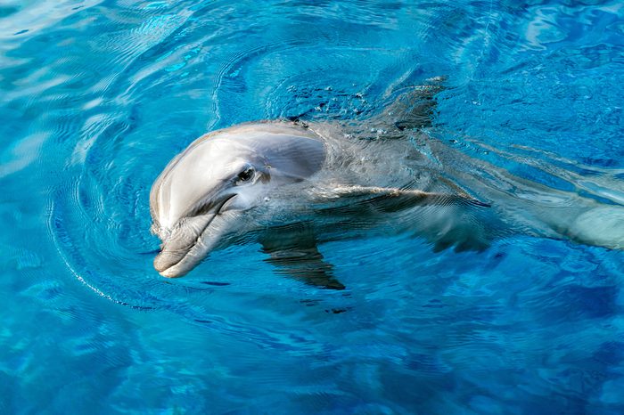 tursiop dolphin portrait detail of eye while looking at you from ocean