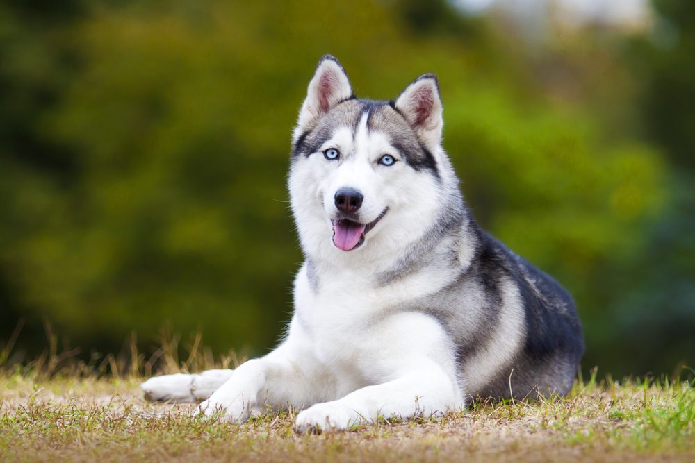 portrait of siberian husky