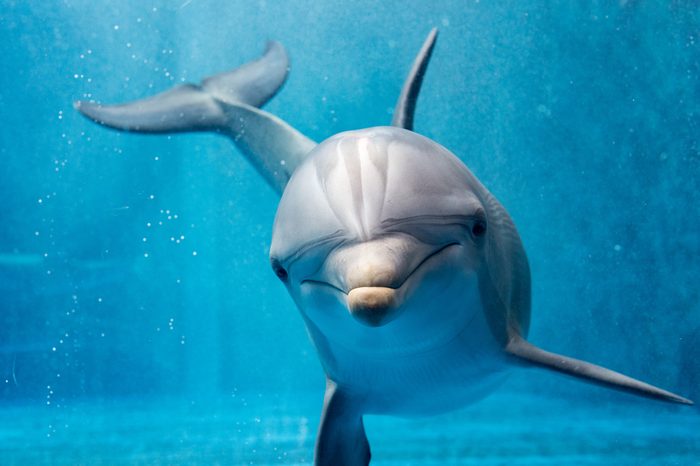 dolphin portrait detail of eye while looking at you from ocean