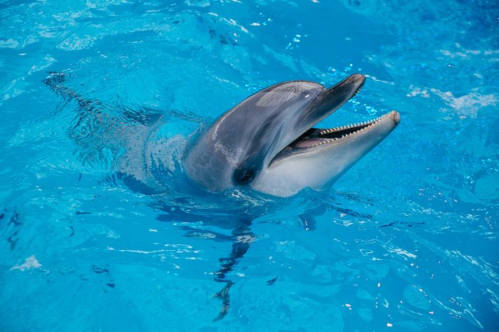 Dolphins swim in the pool