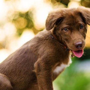 Brown nova scotia duck tolling retriever puppy portrait with foliage bokeh abstract background during sunset. 3 months old young dog