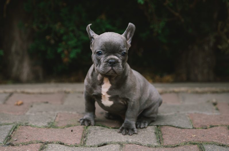 Adorable french bulldog puppy.