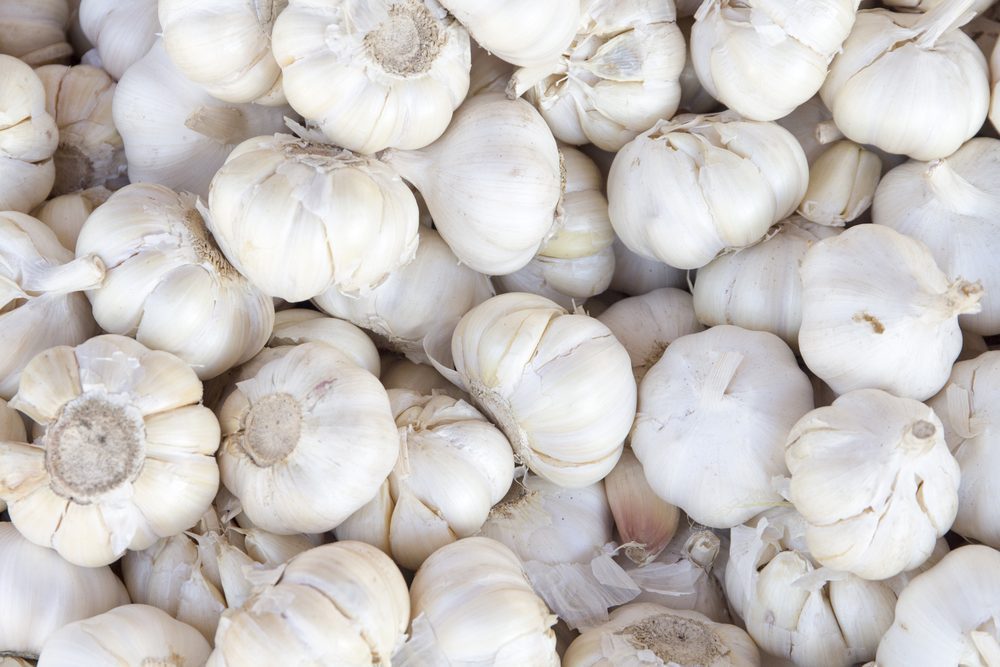 White garlic pile texture. Fresh garlic on market table closeup photo. Vitamin healthy food spice image. Spicy cooking ingredient picture. Pile of white garlic heads. White garlic head heap top view