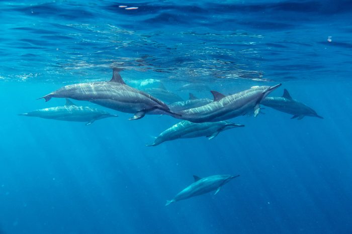 Spinner Dolphins Mauritius Indian Ocean Summer Stenella longirostris