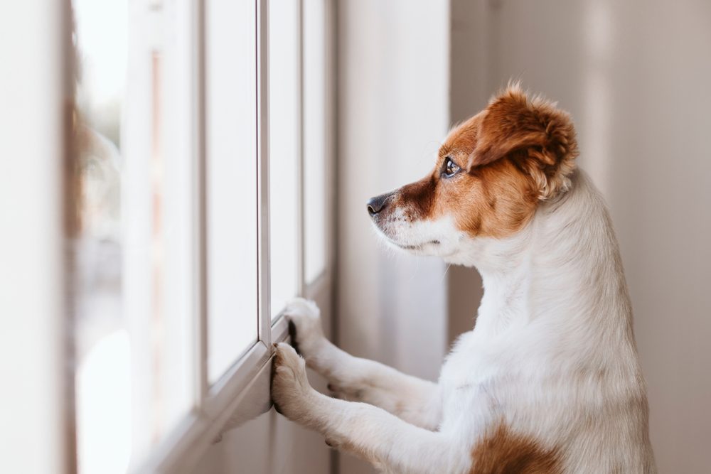 cute small dog standing on two legs and looking away by the window searching or waiting for his owner. Pets indoors