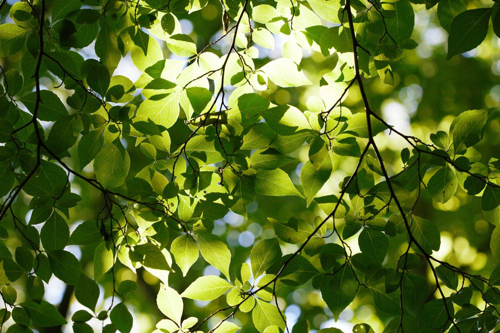 Green leaves against sky