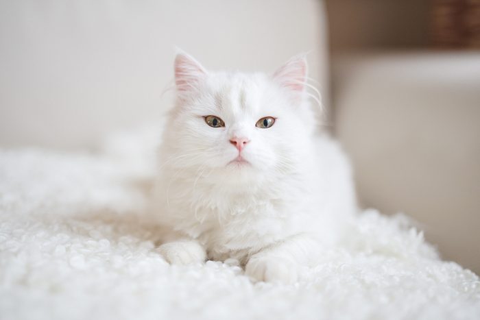 White cat