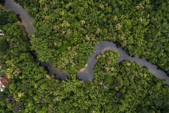 amazon river forest