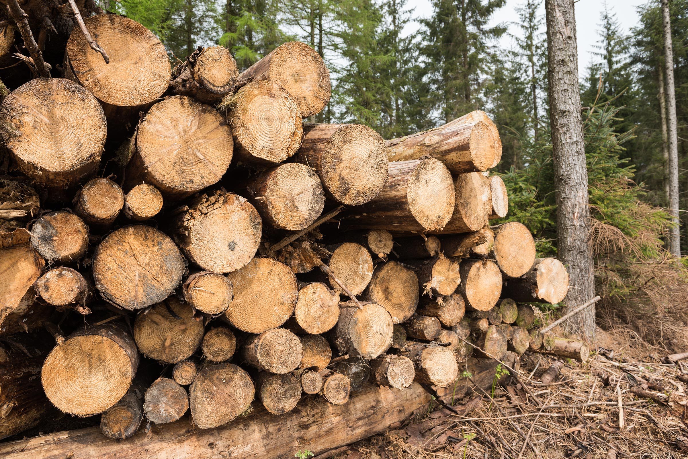 tree logs cut down