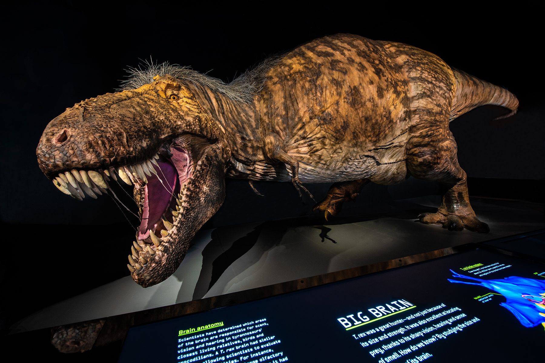 t rex model