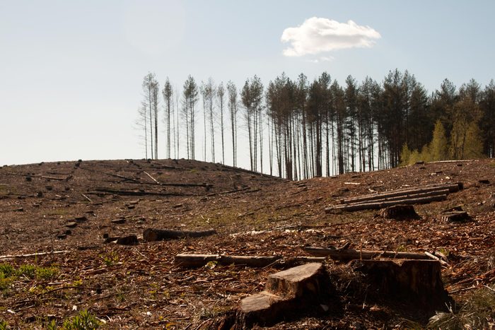 deforestation cut down trees