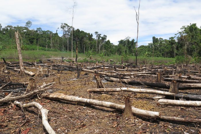 deforestation cut down trees