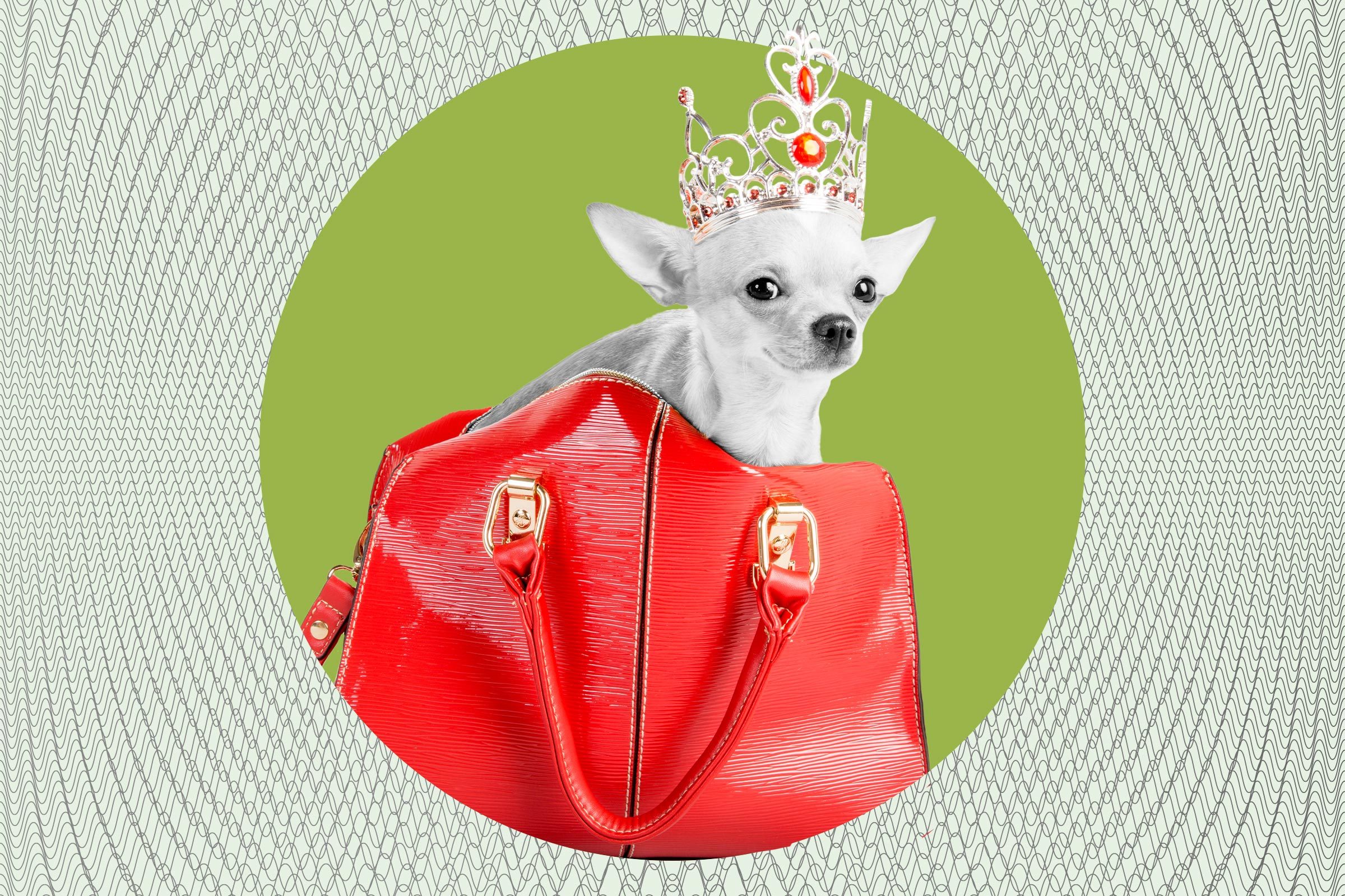 small dog wearing a tiara in a red purse