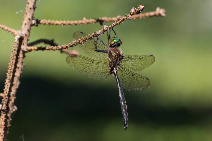 A Hine's Emerald Dragonfly hanging from a branch in Door County, Wisconsin.