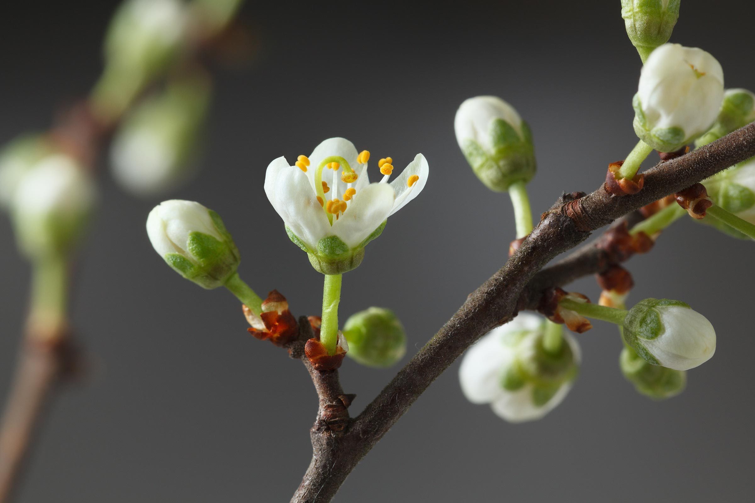 flower tree buds plant