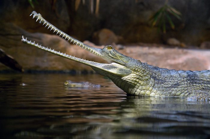 Gavial Indian - Gavialis gangeticus with open mouth in water.