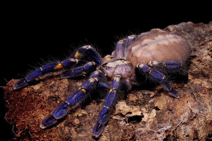 Metallic blue Peacock Tarantula, Gooty Tarantula 'Poecilotheria metallica'