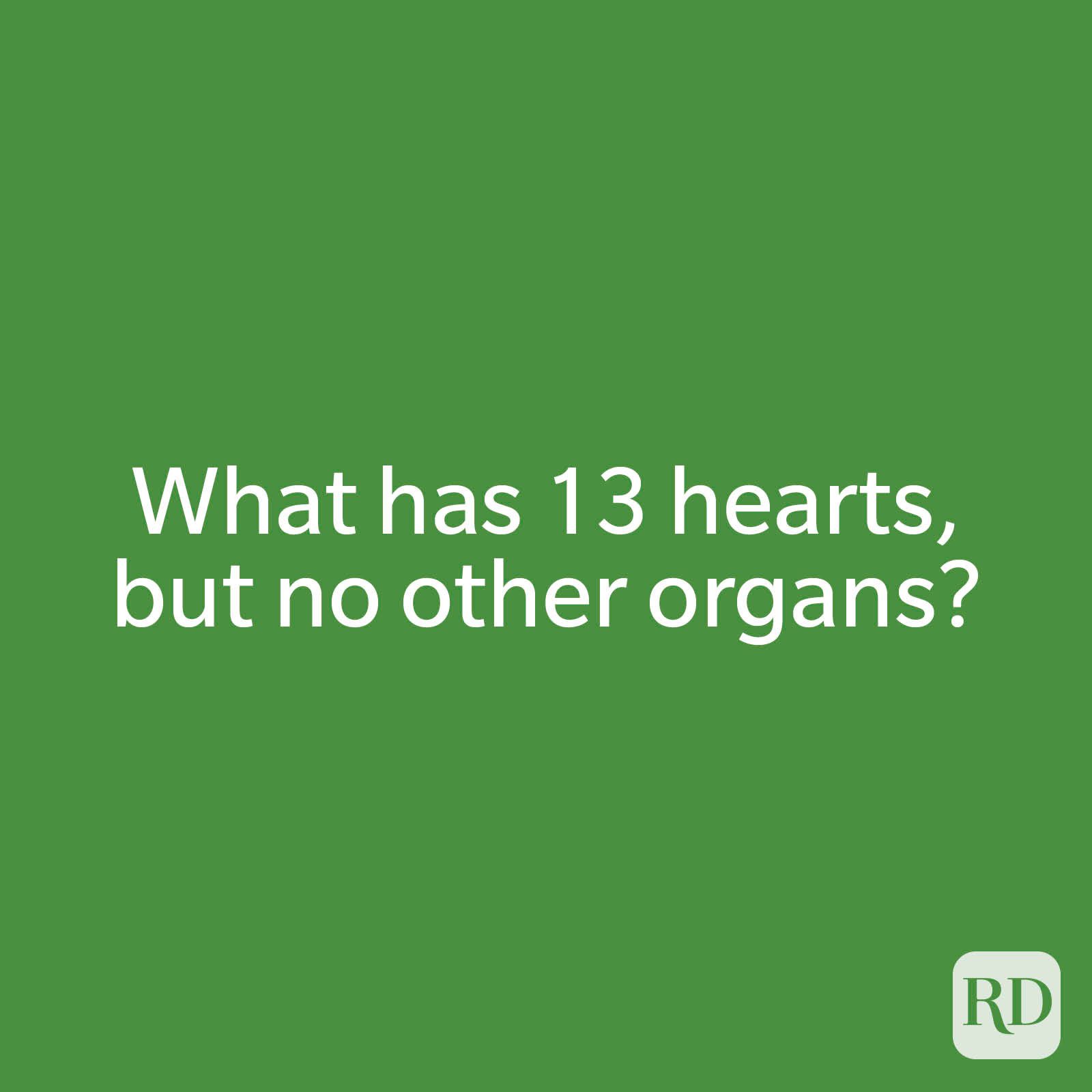 What has 13 hearts, but no other organs?