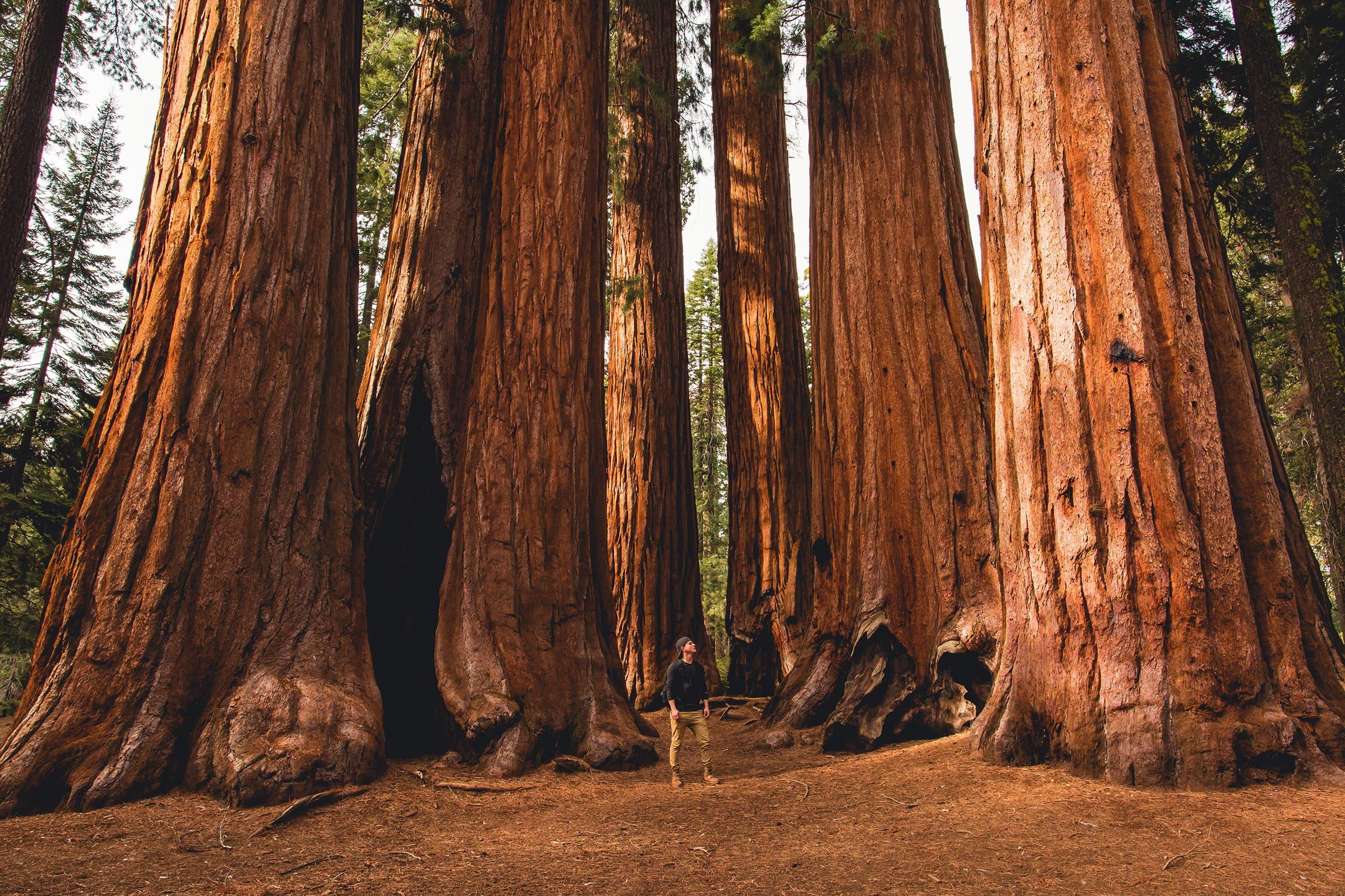 red wood forest trees