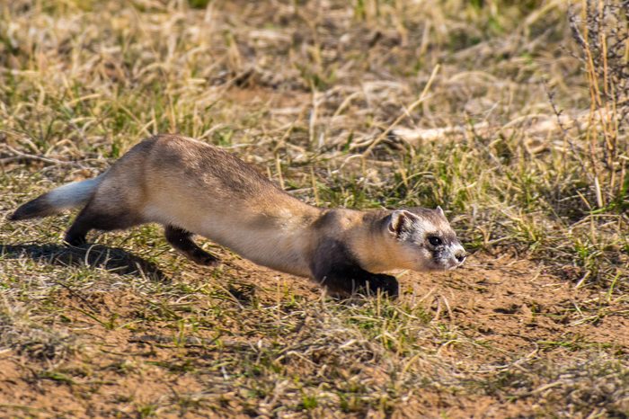 Black-footed Ferret on the Prairie