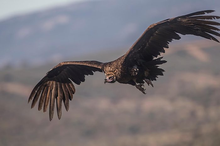 Black vulture flying towards the camera